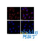 Goat Anti-Rabbit IgG H&L (Cy5)