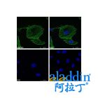 Goat Anti-Rabbit IgG H&L (FITC)
