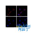 Goat Anti-Rabbit IgG H&L (PE)