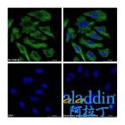 Goat Anti-Mouse IgG H&L (Biotin)