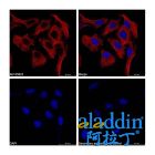 Goat Anti-Mouse IgG H&L (TRITC)