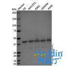Goat Anti-Mouse IgG H&L (Alkaline Phosphatase)