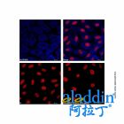 Goat Anti-Mouse IgG H&L (AF405)