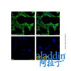 Goat Anti-Mouse IgG H&L (AF488)