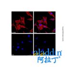 Goat Anti-Mouse IgG H&L (AF555)