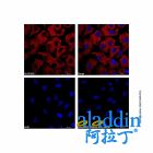Goat Anti-Mouse IgG H&L (AF647)