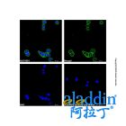 Goat Anti-Rabbit IgG H&L (AF488)