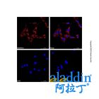 Goat Anti-Rabbit IgG H&L (AF555)