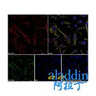 Goat Anti-Rabbit IgG H&L (AF647)