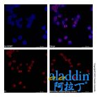 Goat Anti-Human IgG (AF405)