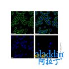 Goat Anti-Human IgG (AF488)