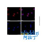 Goat Anti-Human IgG (AF555)