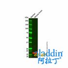 Alpha-synuclein Mouse mAb