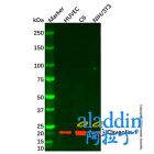 Caveolin-1 Mouse mAb