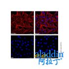 Goat Anti-Mouse IgG H&L (Cy3)