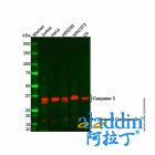Caspase 3 Mouse mAb