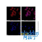 Goat Anti-Rabbit IgG H&L (AF546)