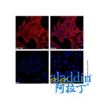 Goat Anti-Mouse IgG H&L (AF546)
