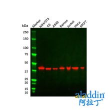 beta Actin Antibody