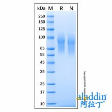 Recombinant Human CEACAM-1/CD66a Protein