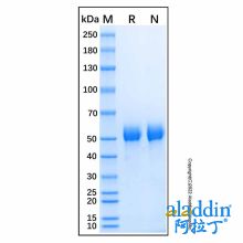 Recombinant Human Carboxypeptidase M Protein
