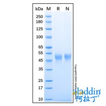 Recombinant Human CXCL16 Protein