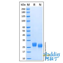 Recombinant Human ULBP-1 Protein