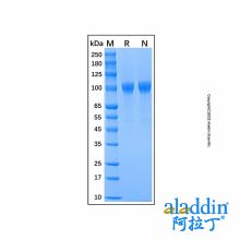 Recombinant Mouse MMP-9 Protein