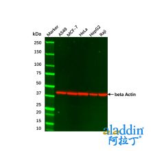 HeLa Whole Cell Lysate