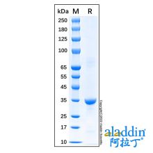 Recombinant Human Cyclin D1 Protein