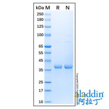 Recombinant Human SOX2 Protein