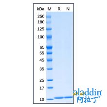 Recombinant Human S100B Protein