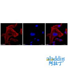 Recombinant Streptavidin Protein (Cy5)