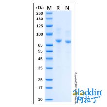 Recombinant Human E-Cadherin Protein