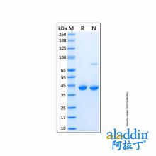 Recombinant Human YKL-40/CHI3L1 Protein