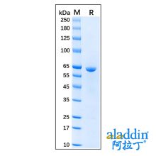 Recombinant Human Hsp60 Protein