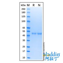 Recombinant Human Cytokeratin 20 Protein