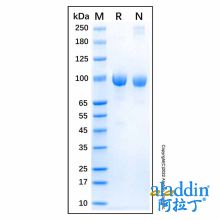 Recombinant Human FAP Protein