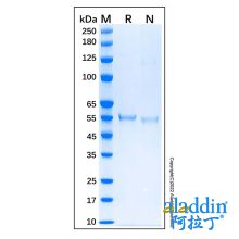 Recombinant Human p53 Protein