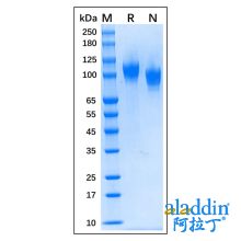 Recombinant Human NCAM-1/CD56 Protein