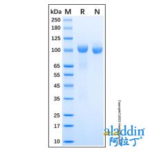 Recombinant Human Tie-2 Protein