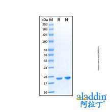 Recombinant Human Cardiotrophin-1/CT-1 Protein