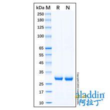 Recombinant Human HABP1/C1QBP Protein