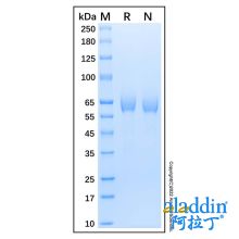 Recombinant Human t-Plasminogen Activator/tPA Protein