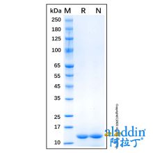Recombinant Human FABP1/L-FABP Protein