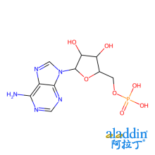 5'-腺苷酸