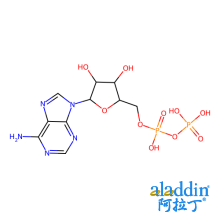 腺苷-5’-二磷酸