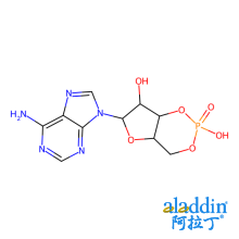 腺苷3',5'-环单磷酸（3',5'-cAMP）