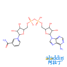 β-烟酰胺腺嘌呤二核苷酸(NAD)