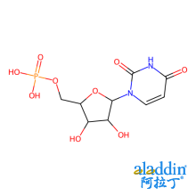 5'-尿苷酸